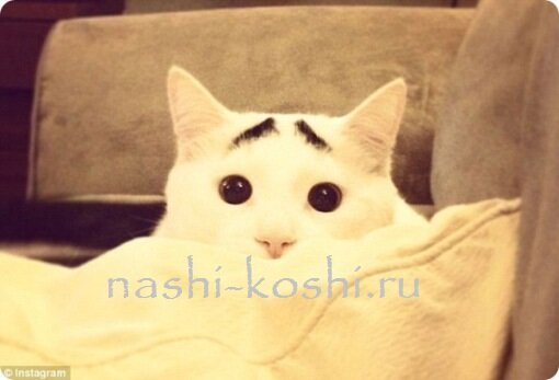 кот с бровями
